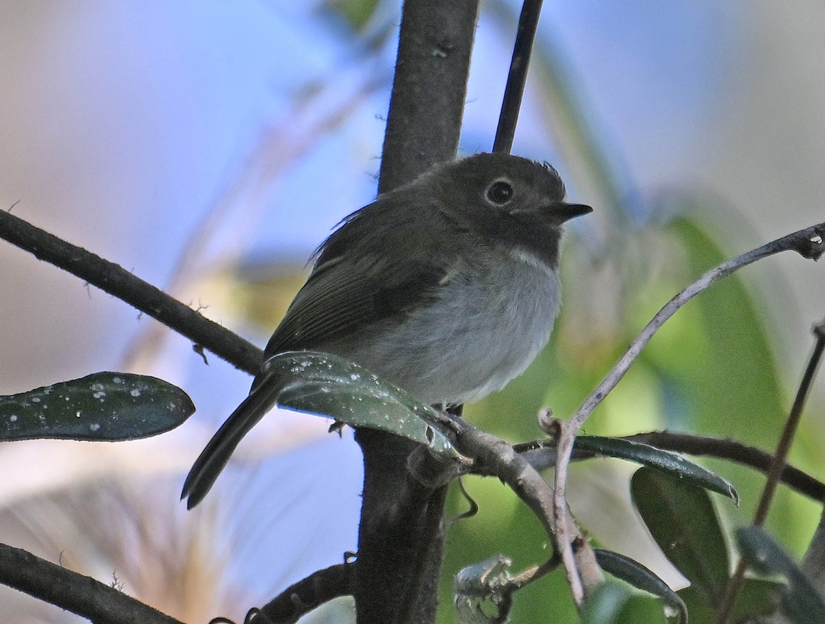 ノドグロコビトドリモドキ - ML642383073