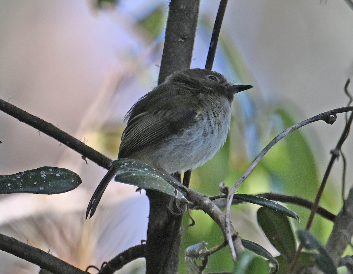 ノドグロコビトドリモドキ - ML642383074