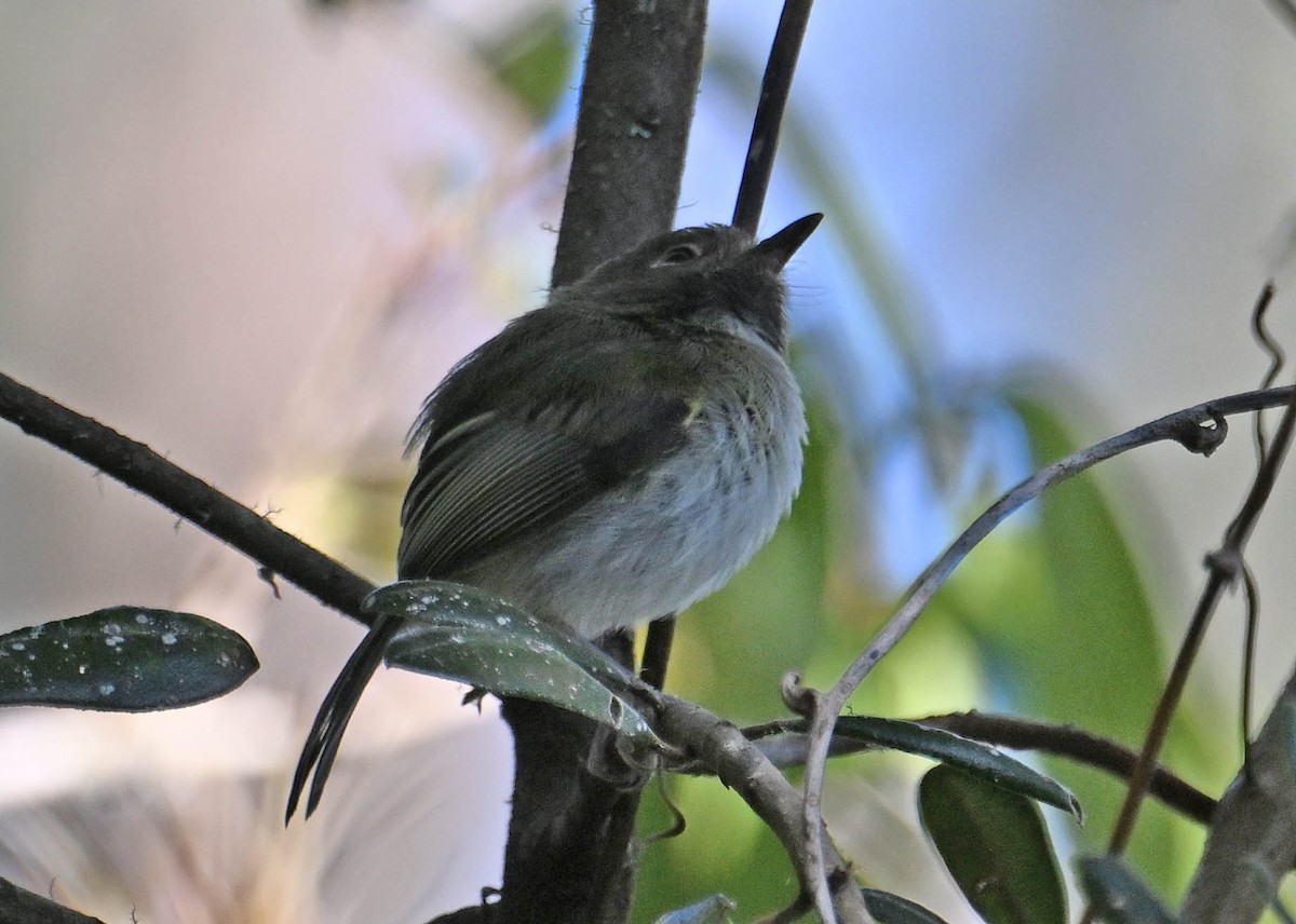 ノドグロコビトドリモドキ - ML642383075