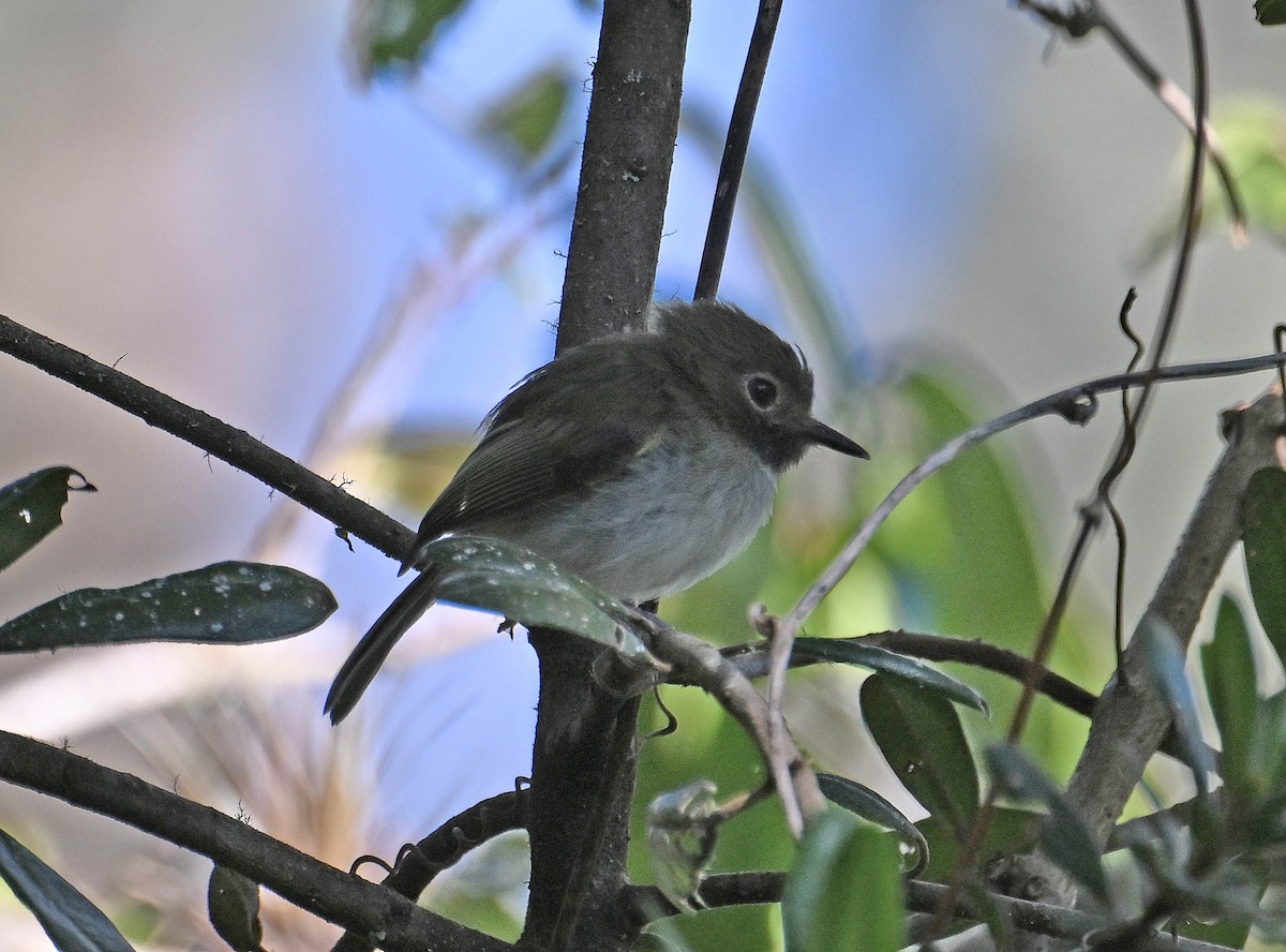 ノドグロコビトドリモドキ - ML642383076