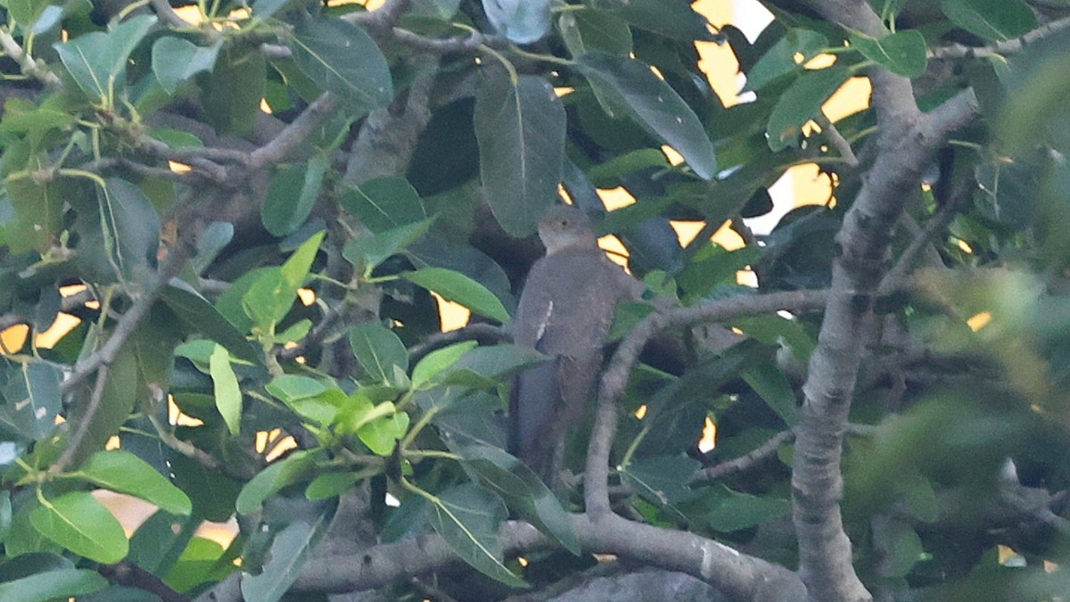 Common Cuckoo - ML642383102