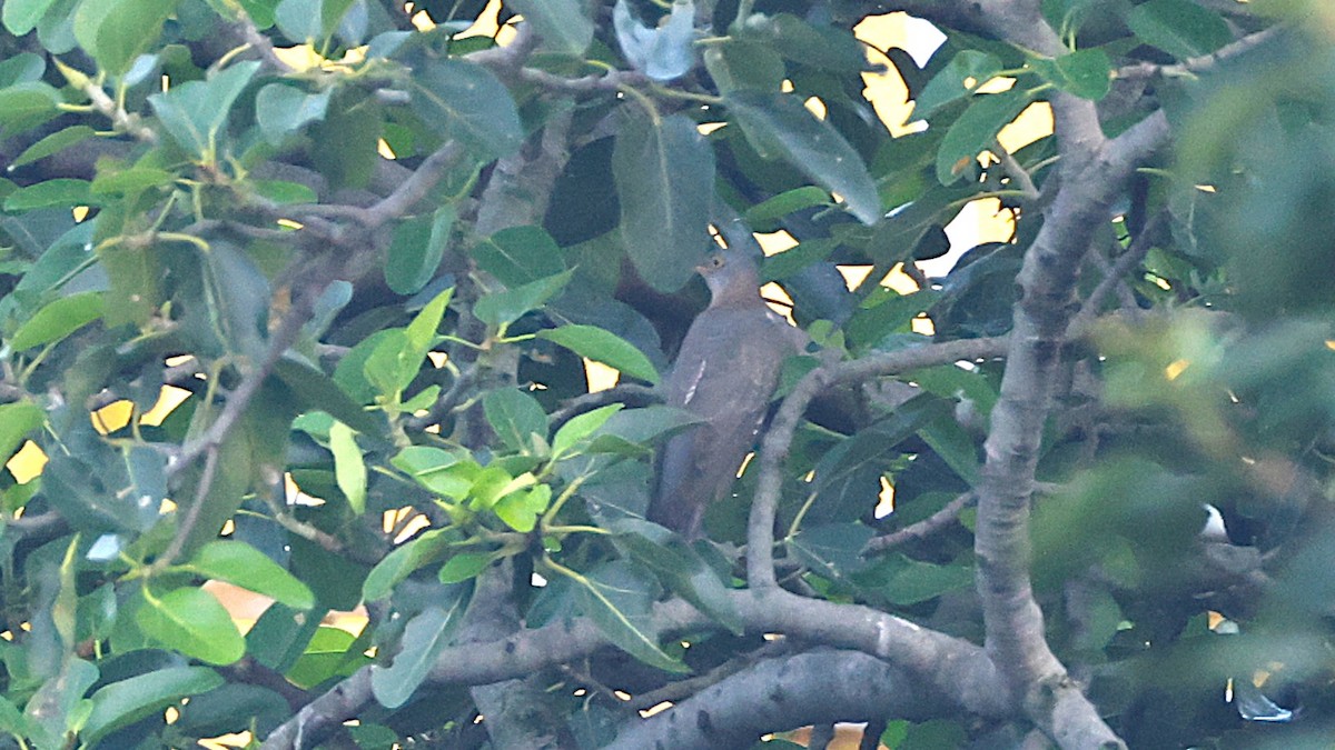 Common Cuckoo - ML642383103