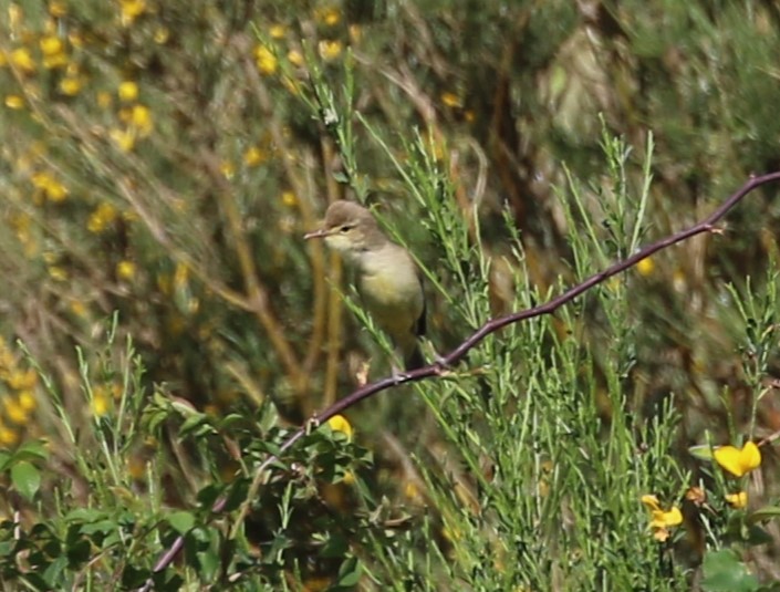 Sperlingsvogel, unbestimmt - ML642383112