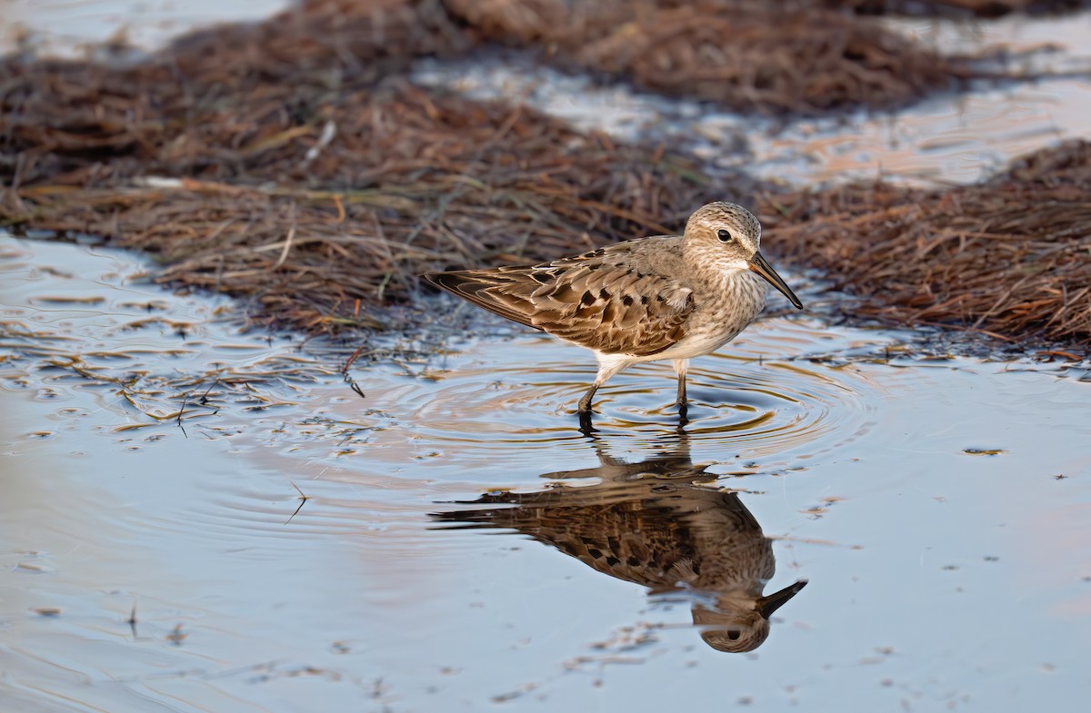 bonapartesnipe - ML642383116