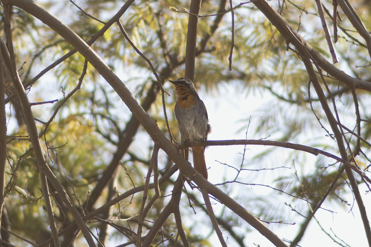 Cape Robin-Chat - ML642383161