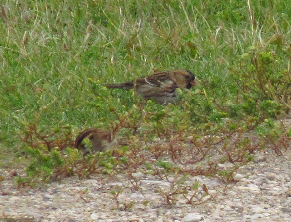 Harris's Sparrow - ML642383206