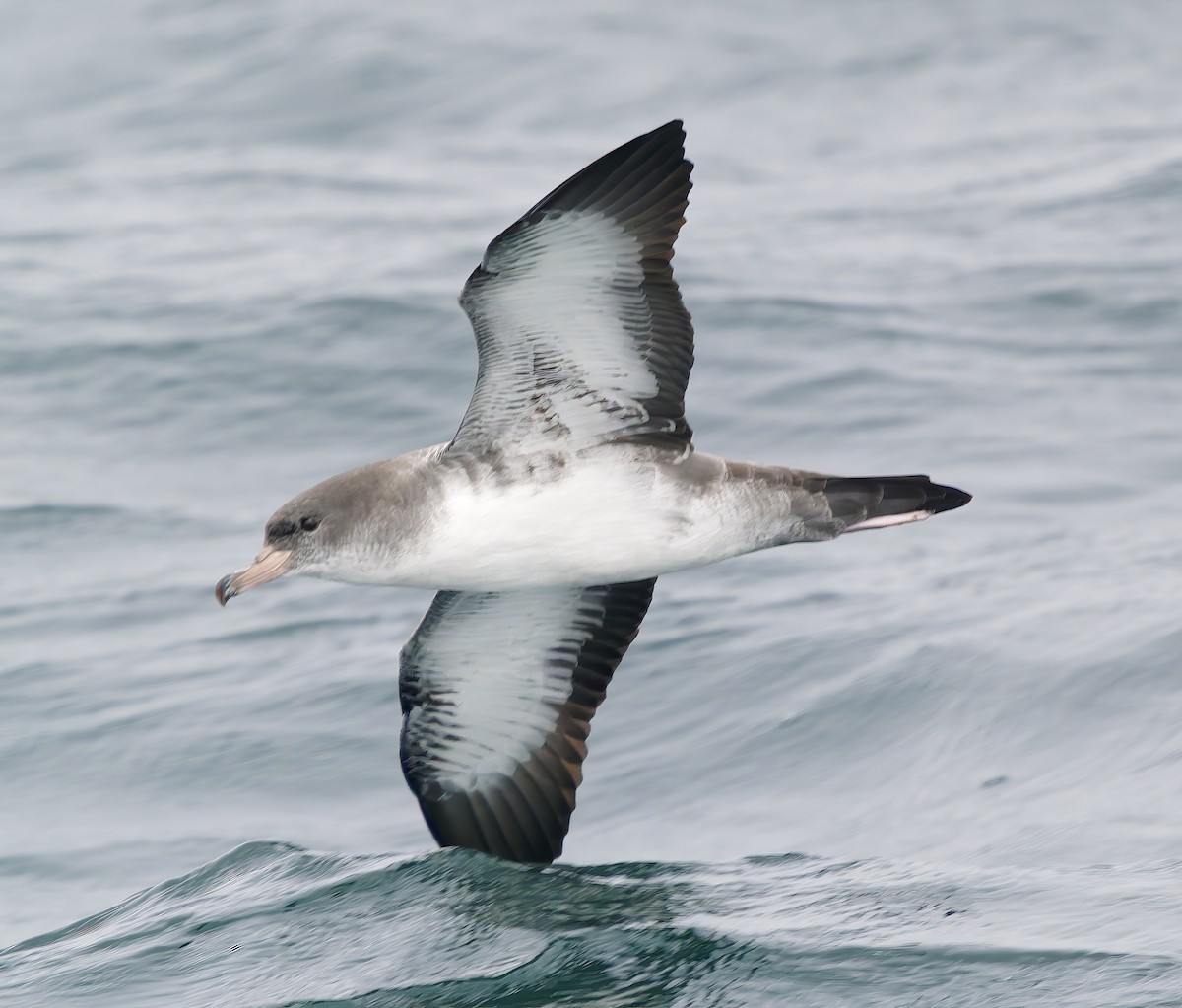 Puffin à pieds roses - ML642383215