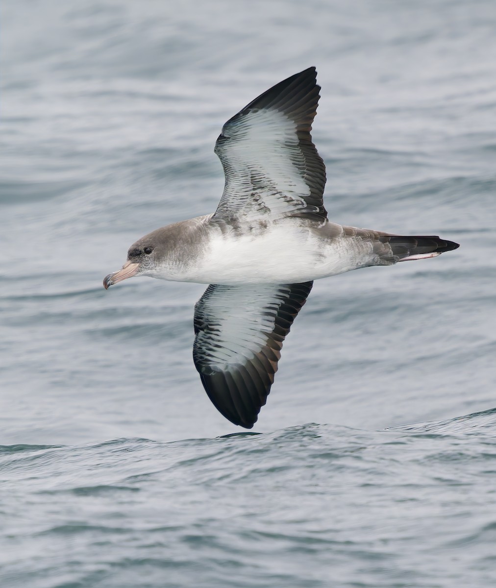 Puffin à pieds roses - ML642383216
