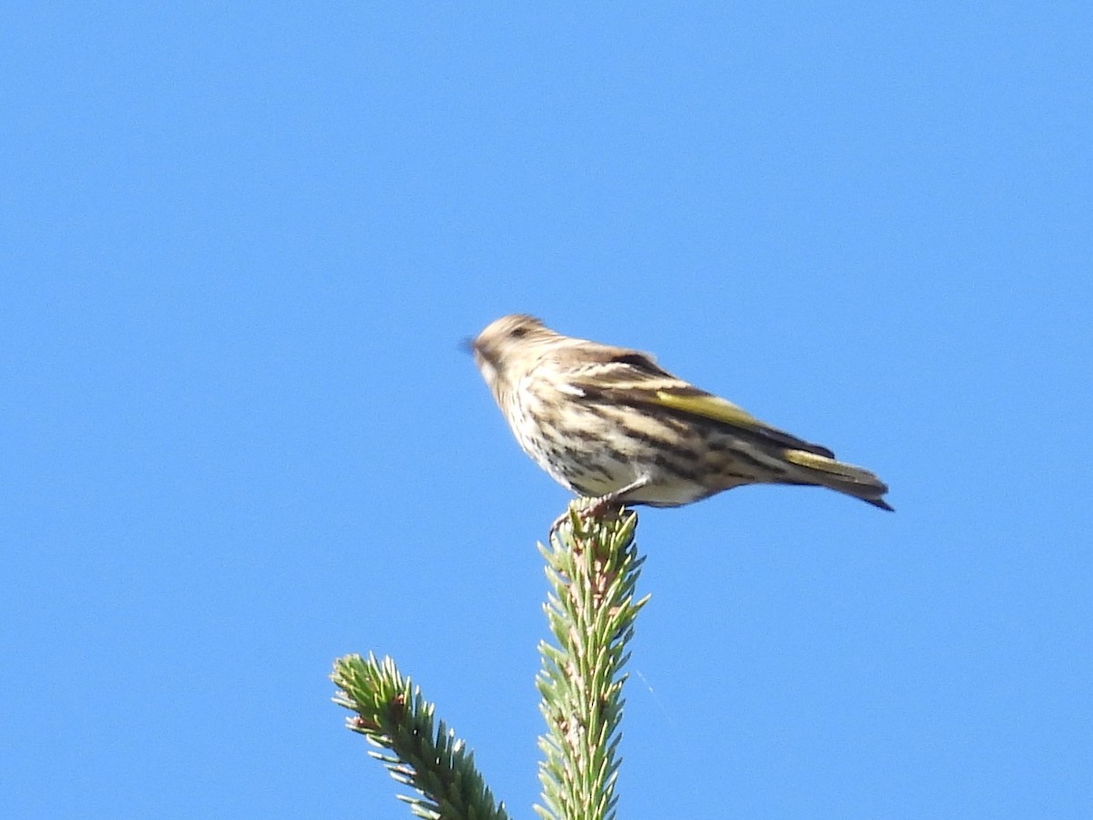 Pine Siskin - ML642383222