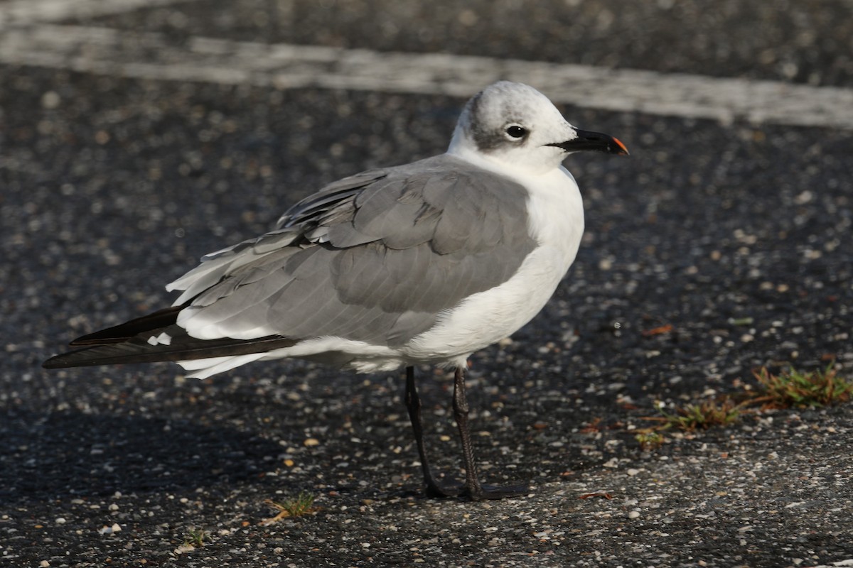 Gaviota Guanaguanare - ML642383246