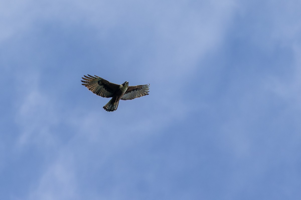 Águila Ventrirroja - ML642383249