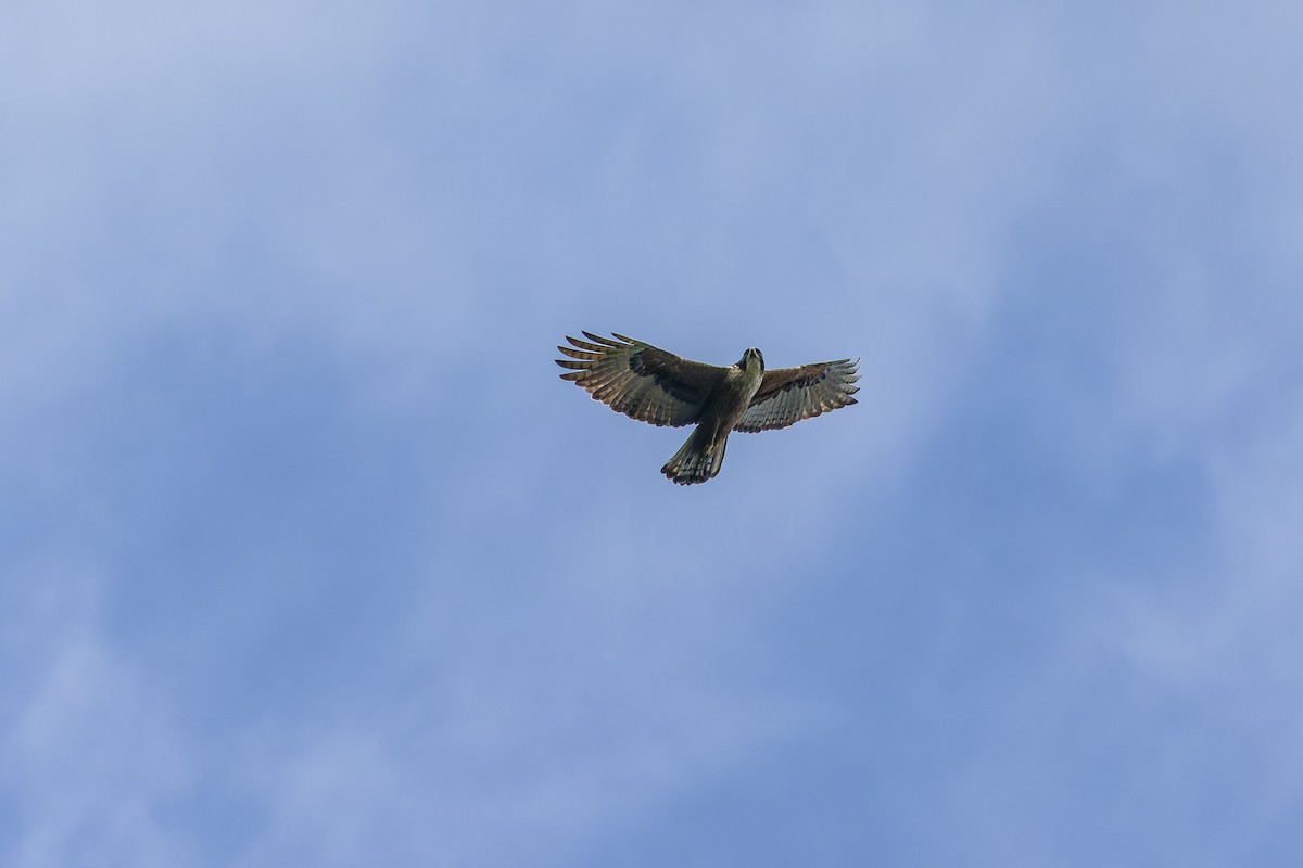 Águila Ventrirroja - ML642383250