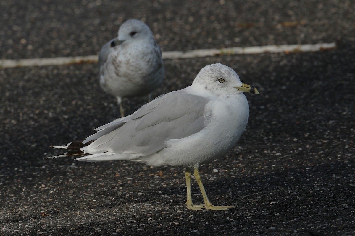 Gaviota de Delaware - ML642383253