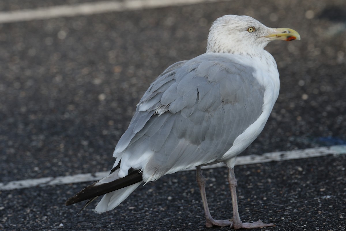 Gaviota Argéntea Americana - ML642383262