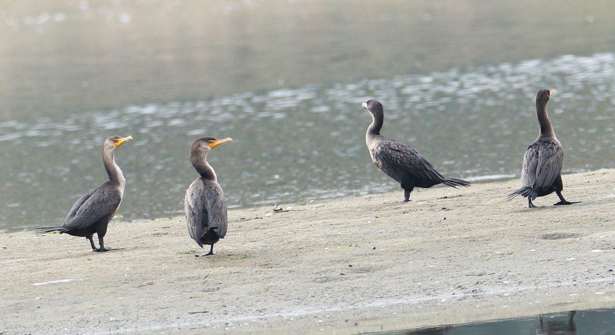 Cormorán Orejudo - ML642383264
