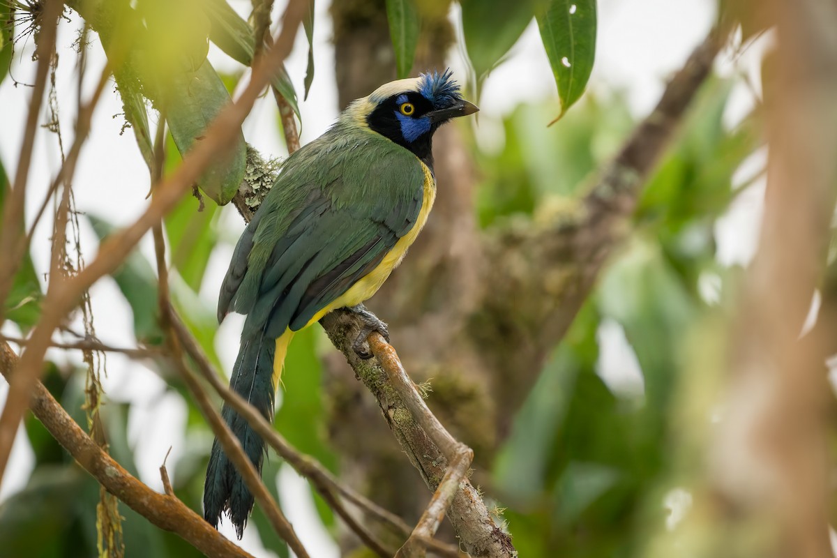 Green Jay - ML642383275