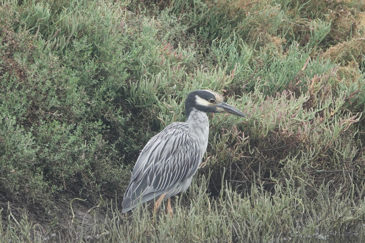 Yellow-crowned Night Heron - ML642383291