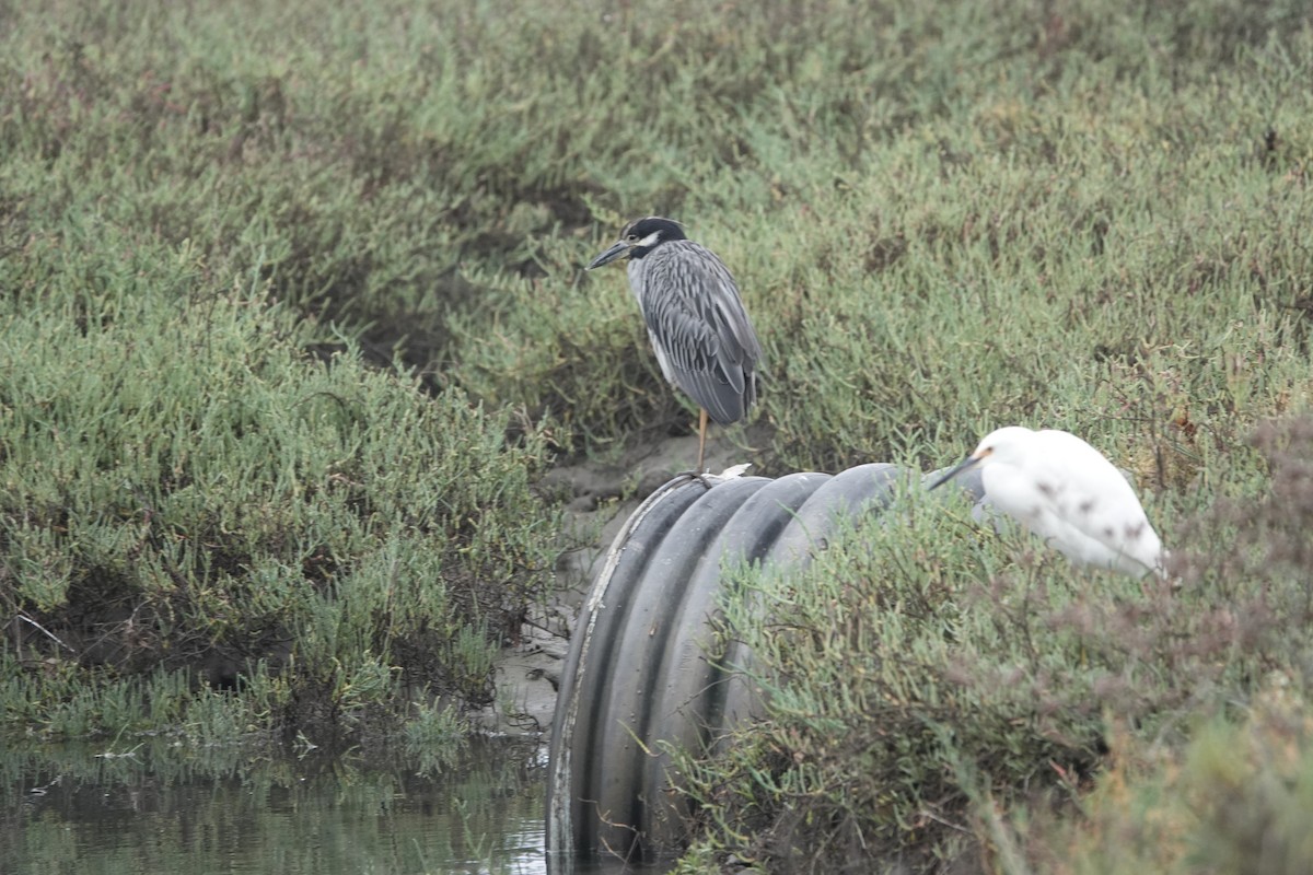 Yellow-crowned Night Heron - ML642383302