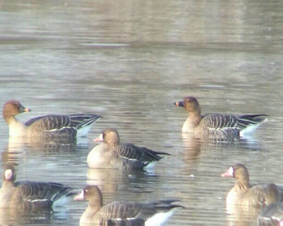 Tundra Bean-Goose - ML642383308