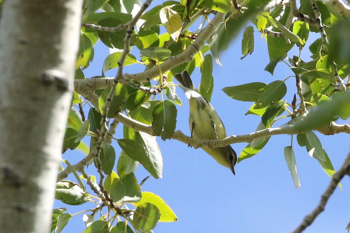 Philadelphia Vireo - ML642383336