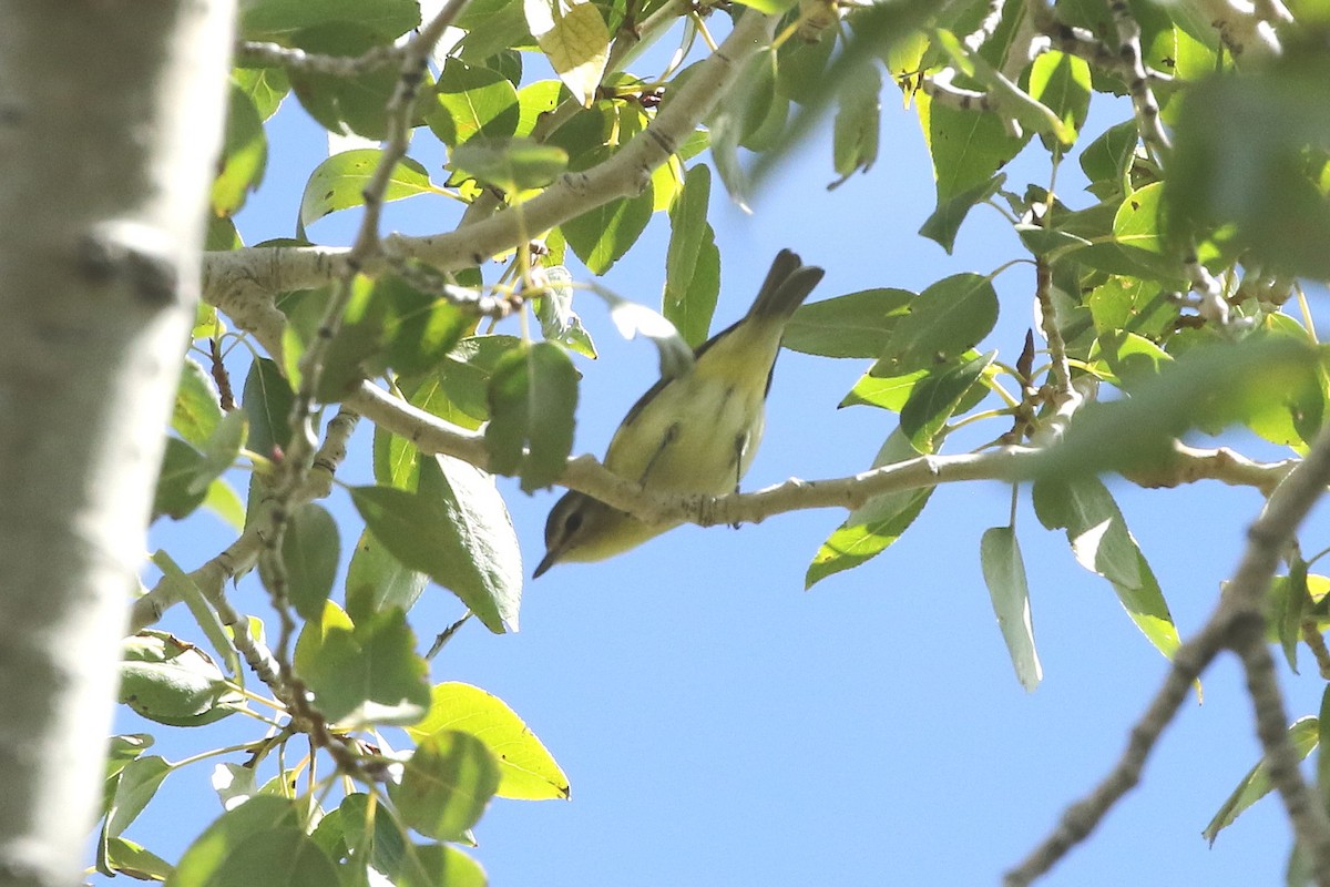 Philadelphia Vireo - ML642383340