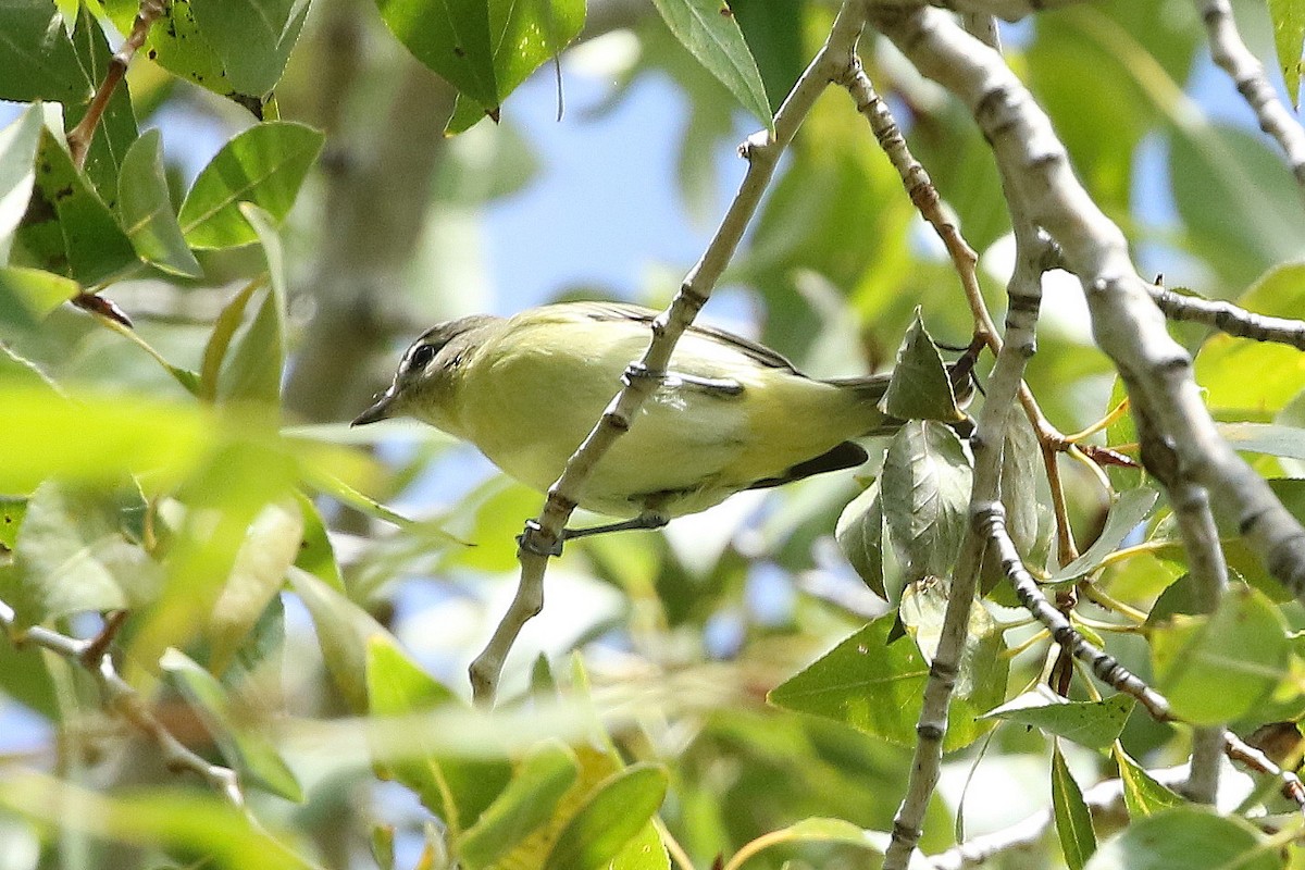 Philadelphia Vireo - ML642383348