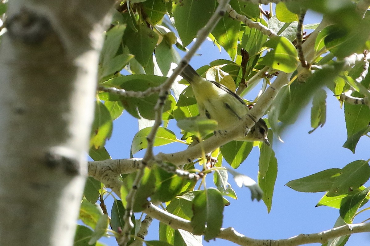 Philadelphia Vireo - ML642383366