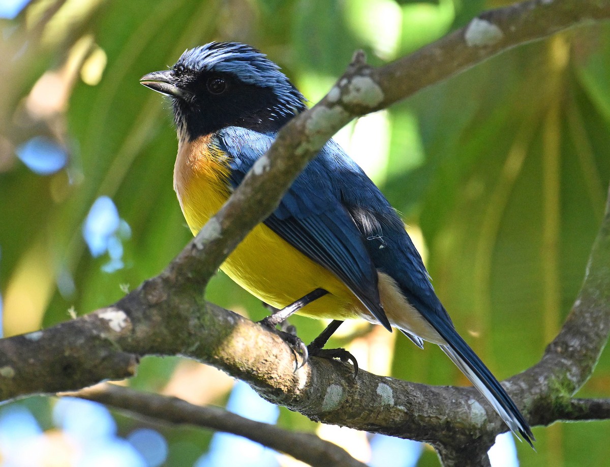 Tangara Pechifulva (carrikeri) - ML642383367