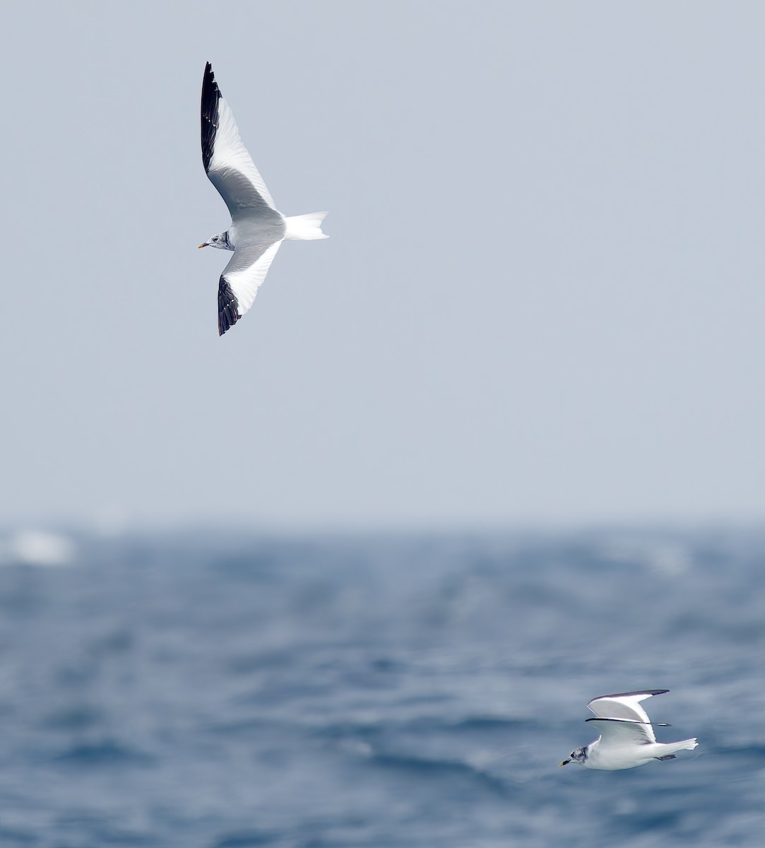 Gaviota de Sabine - ML642383370