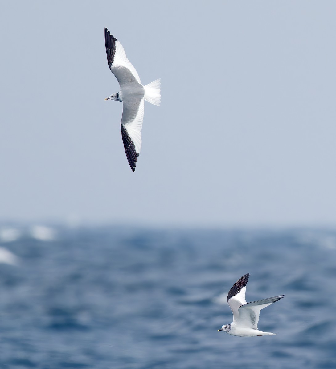 Gaviota de Sabine - ML642383371