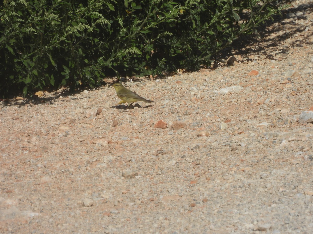 Mosquitero Común - ML642383374