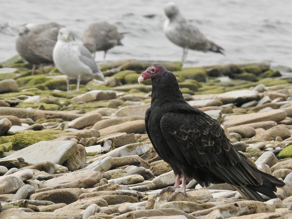 Aura Gallipavo - ML642383380