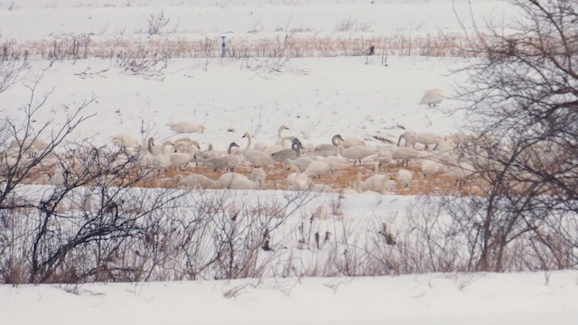 Tundra Swan (Bewick's) - ML642383383