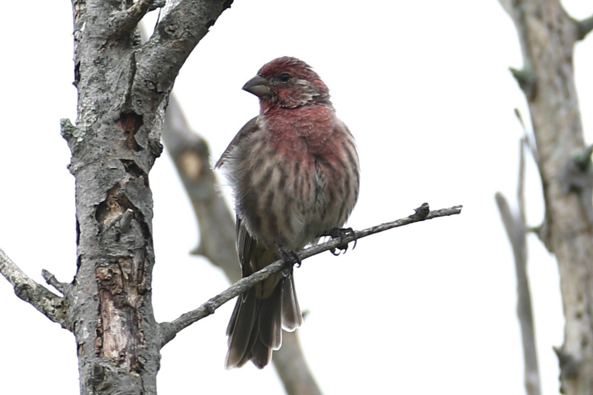 House Finch - ML642383402