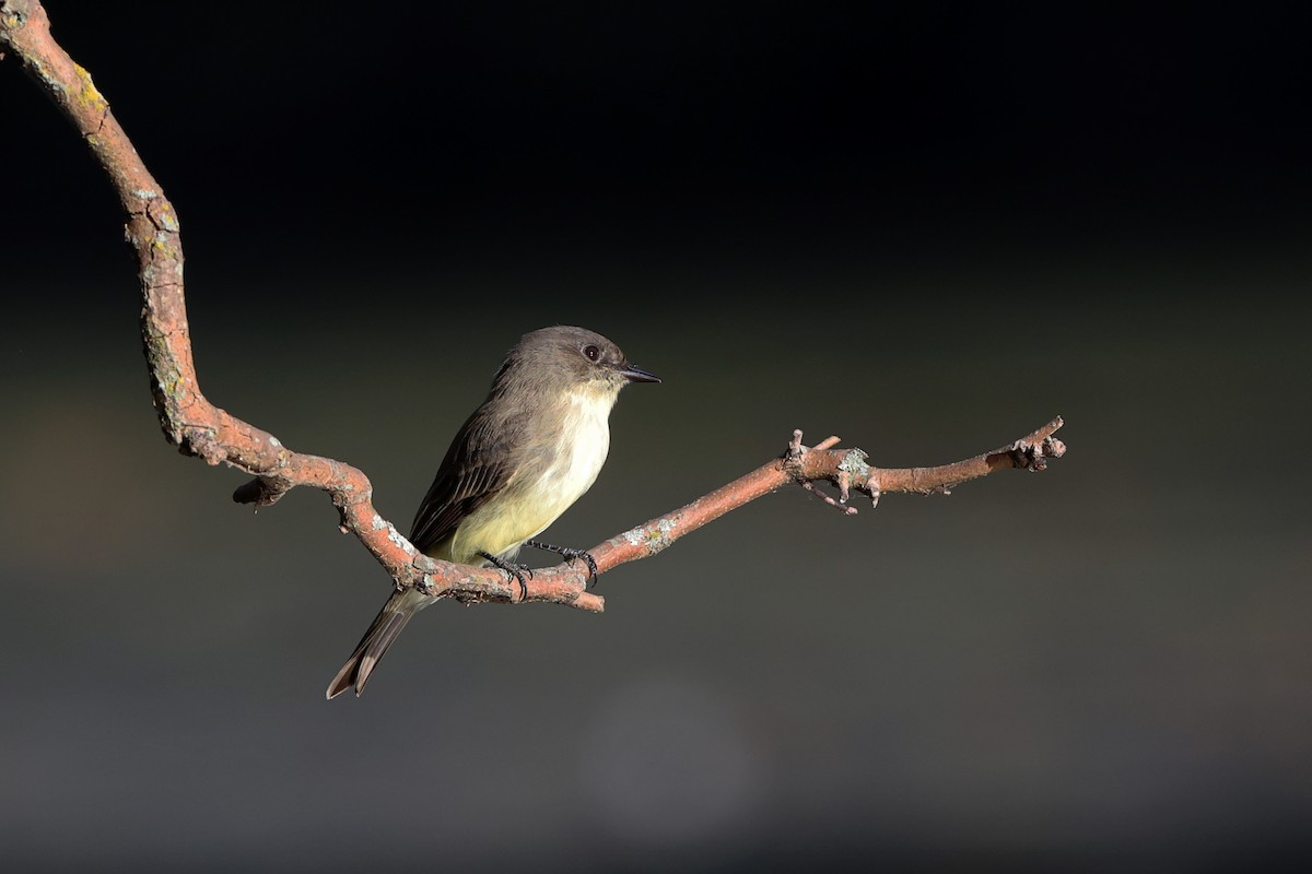 Eastern Phoebe - ML642383404