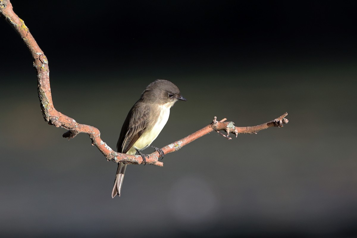 Eastern Phoebe - ML642383405