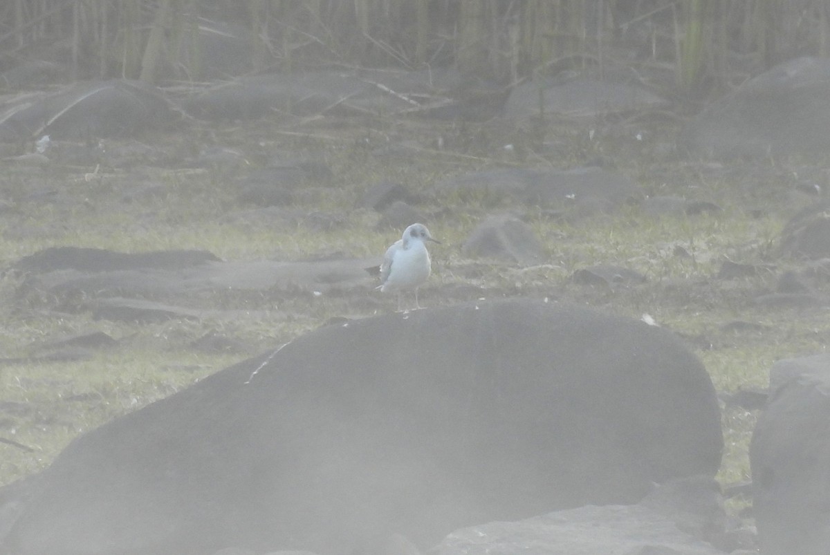 Bonaparte's Gull - ML642383473
