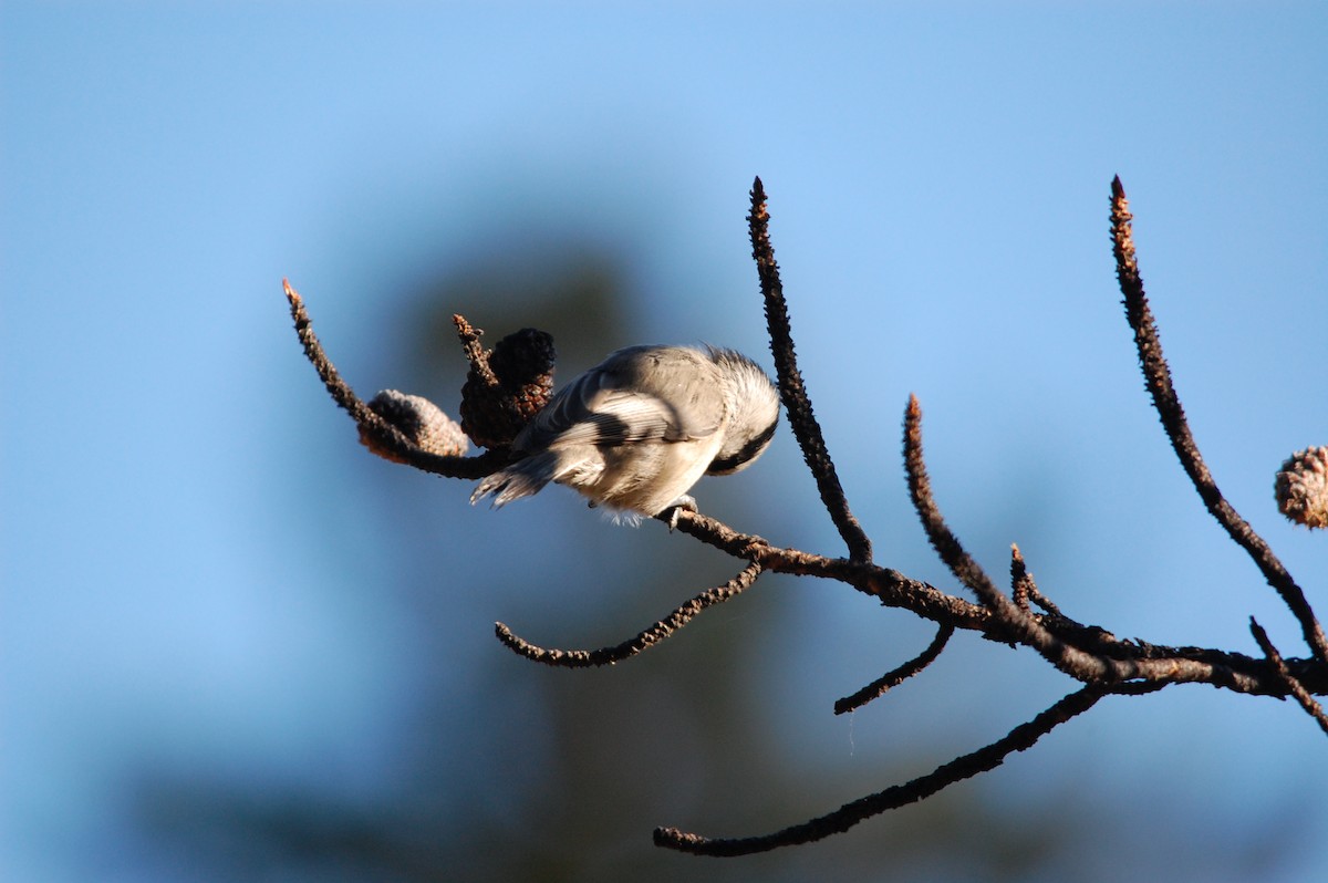 Mountain Chickadee - ML642383526