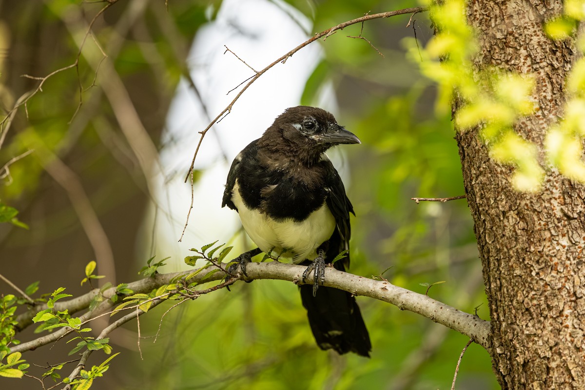 Oriental Magpie - ML642383530