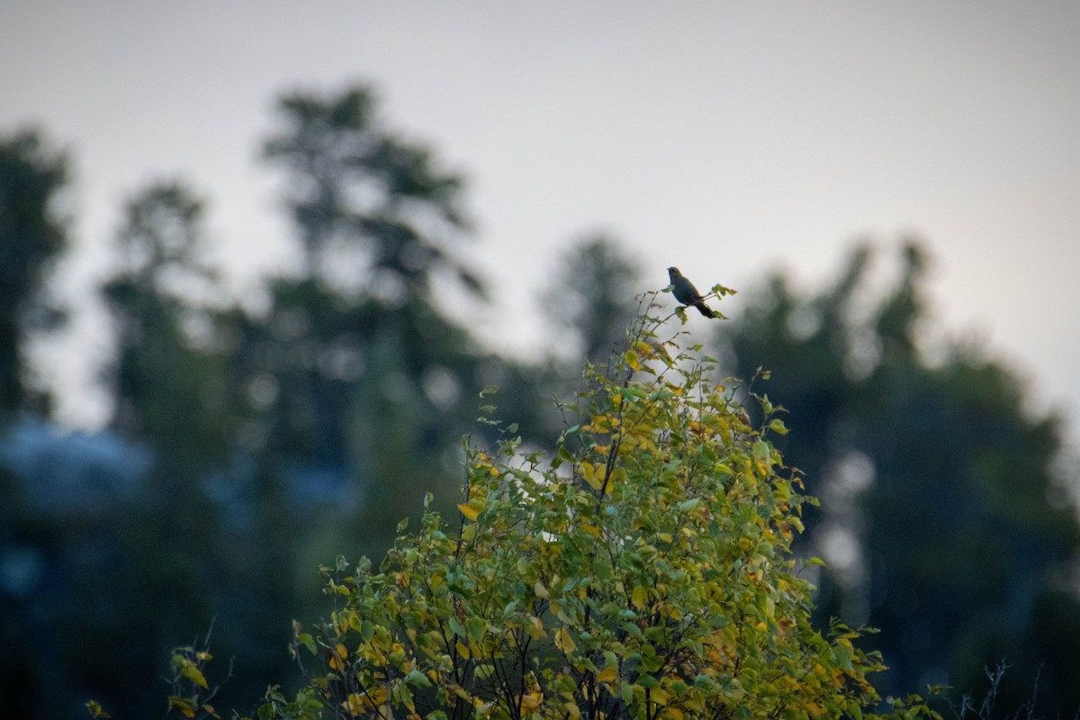 Rusty Blackbird - ML642383532