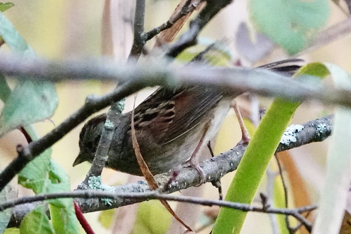Swamp Sparrow - ML642383534