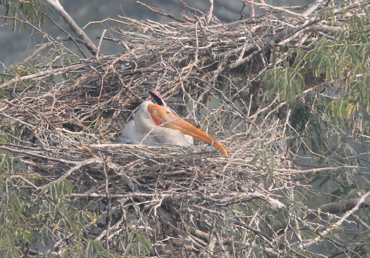 Painted Stork - ML642383542