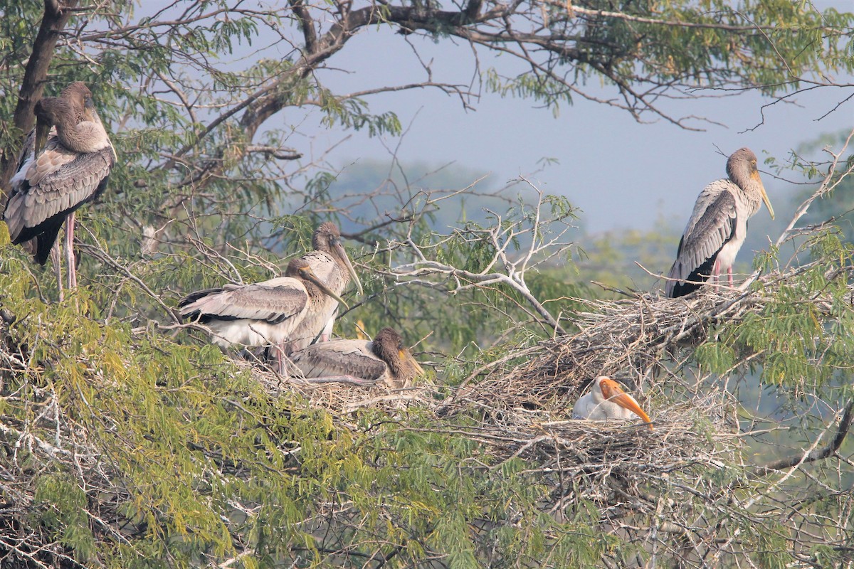 Painted Stork - ML642383543