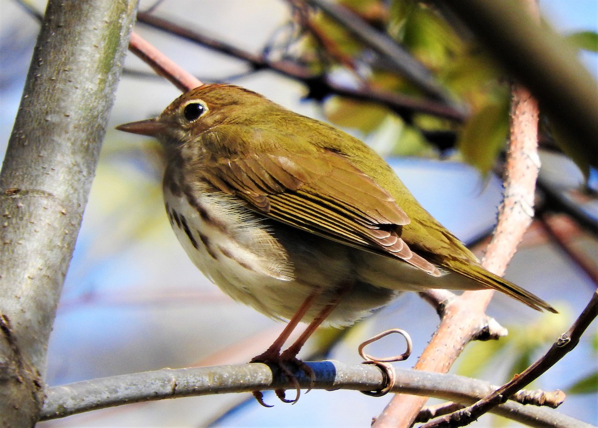 Ovenbird - ML642383565