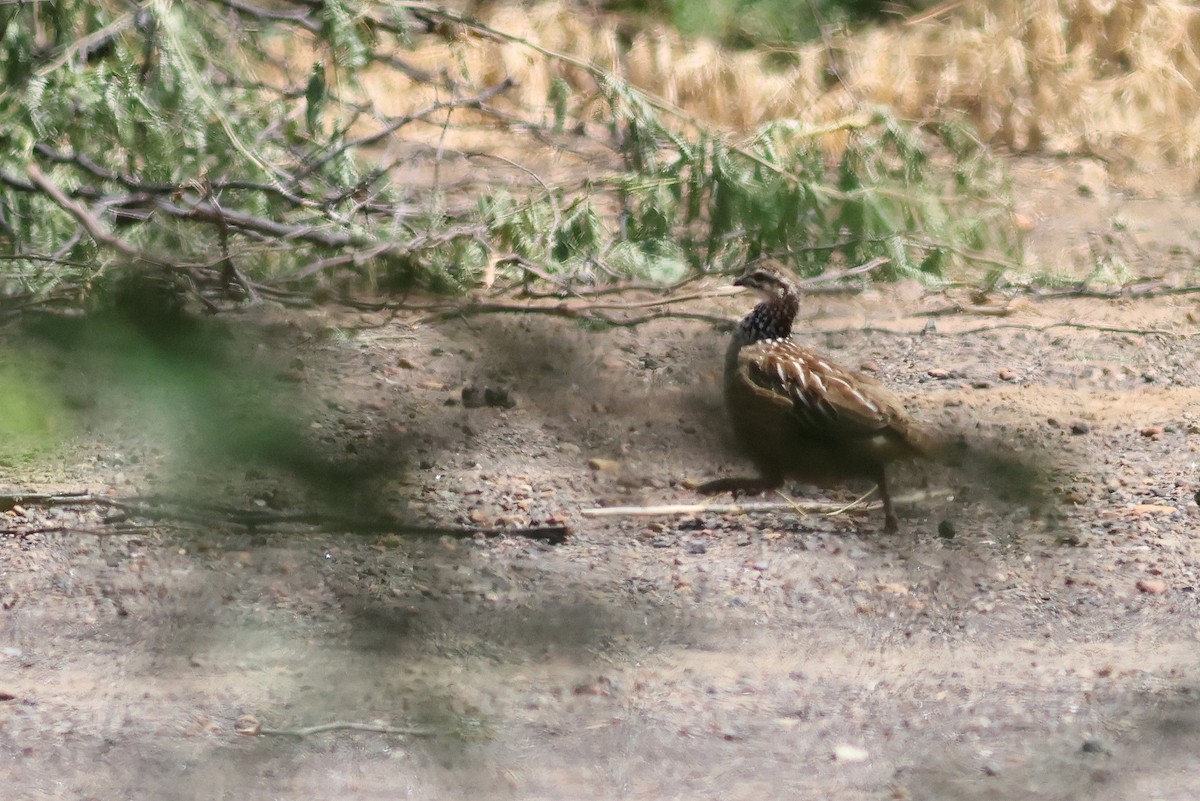 カミナガシャコ - ML642383572