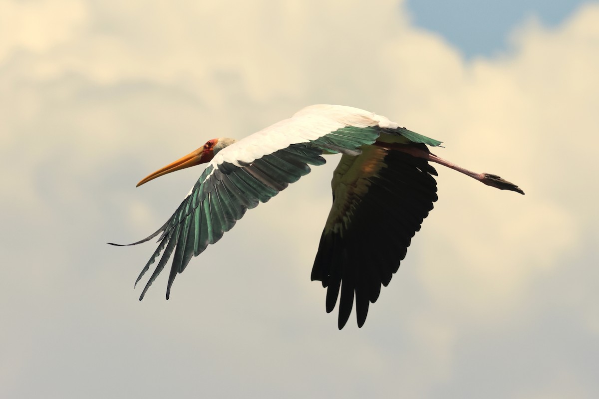 アフリカトキコウ - ML642383579