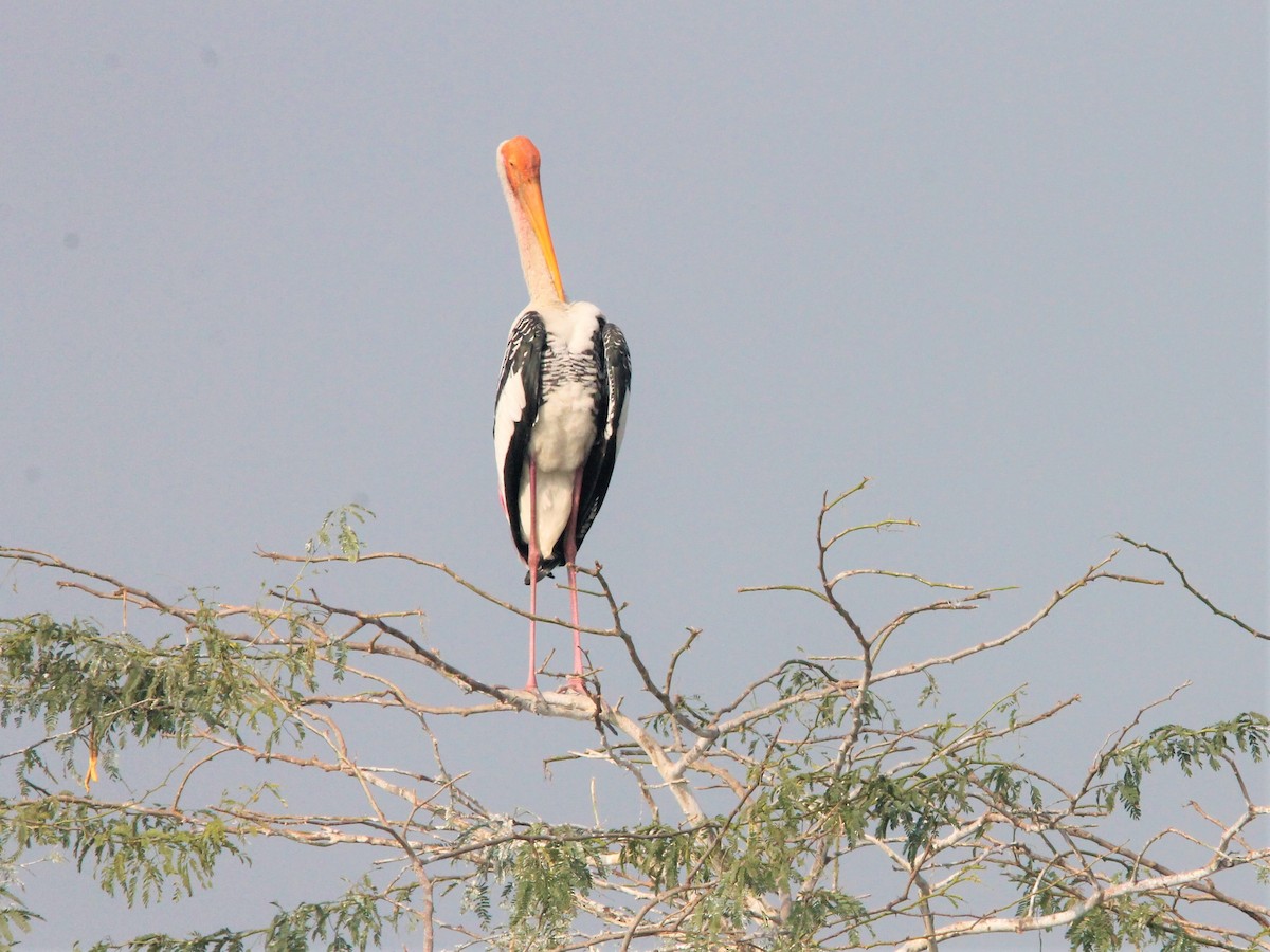 Painted Stork - ML642383580