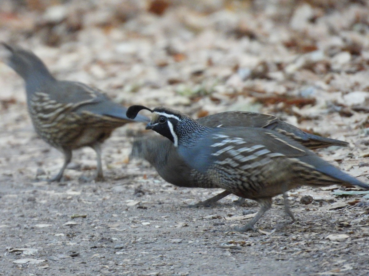 California Quail - ML642383605