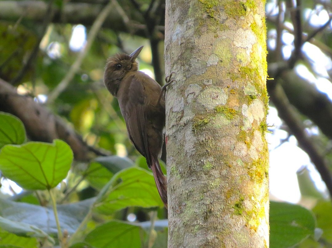 Plain-winged Woodcreeper - ML642383609