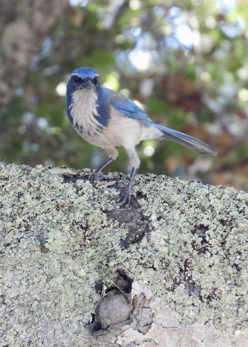 California Scrub-Jay - ML642383613